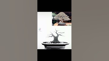 Cắt Giật Cây Bonsai #bonsainambo #bonsai #caycanh #bonsaitree
