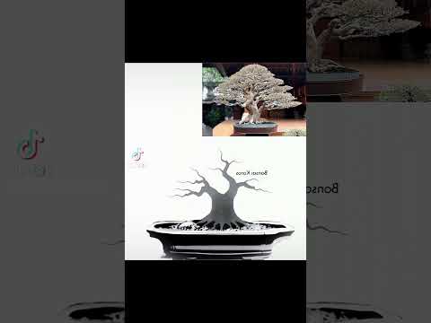 Cắt Giật Cây
