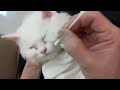 Tips on cleaning your cat (Eyes and nose)