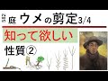 582 果樹生産でなく個人庭のウメの剪定②3/4 性質編 Pruning Japanese apricots (ume) in private garden 幹(みき)さんの庭木の剪定講座