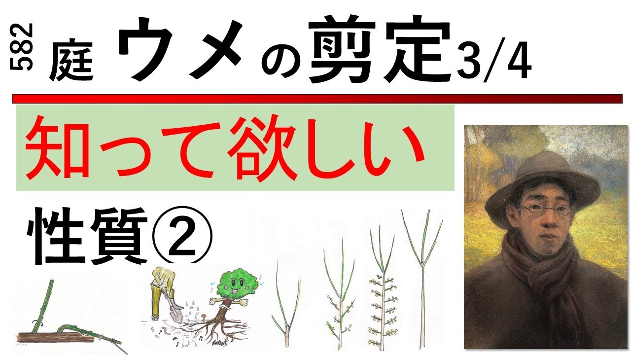 582 果樹生産でなく個人庭のウメの剪定②3/4 性質編　 Pruning Japanese apricots （ume） in private garden 幹(みき)さんの庭木の剪定講座