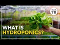 Hydroponics: Growing Plants Without Soil Through Innovative Techniques