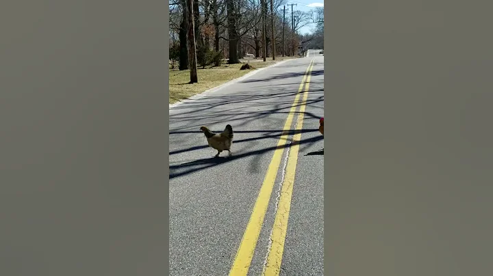 Why did the chicken cross the road