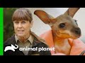 Terri Irwin Helps Raise an Orphaned Wallaby Joey | Crikey! It's the Irwins