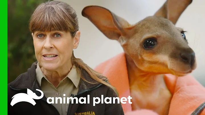 Terri Irwin sauve un wallaby orphelin dans Crikey! C'est les Irwins