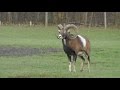 Europäischer Mufflon (Ovis orientalis musimon) - Mouflons