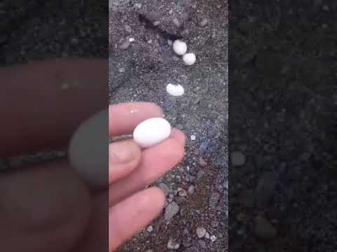 скажите, что за яйцо🤷♀️🤷♀️,внутри песка?😱😱😱🥚🥚🥚🥚#shorts #змея #ящерицы #snake #lizard
