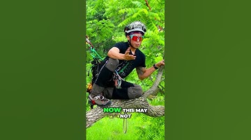 The Jaguar Technique For Limb Walking #arblife #climbing #treelife #treework #treeclimbing #arbclub