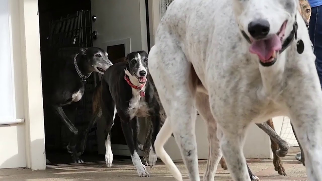 Homestretch Greyhounds - Documentary