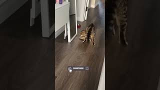 Cats Know Something We Don’t… 🐾 | Коты знают больше, чем мы?