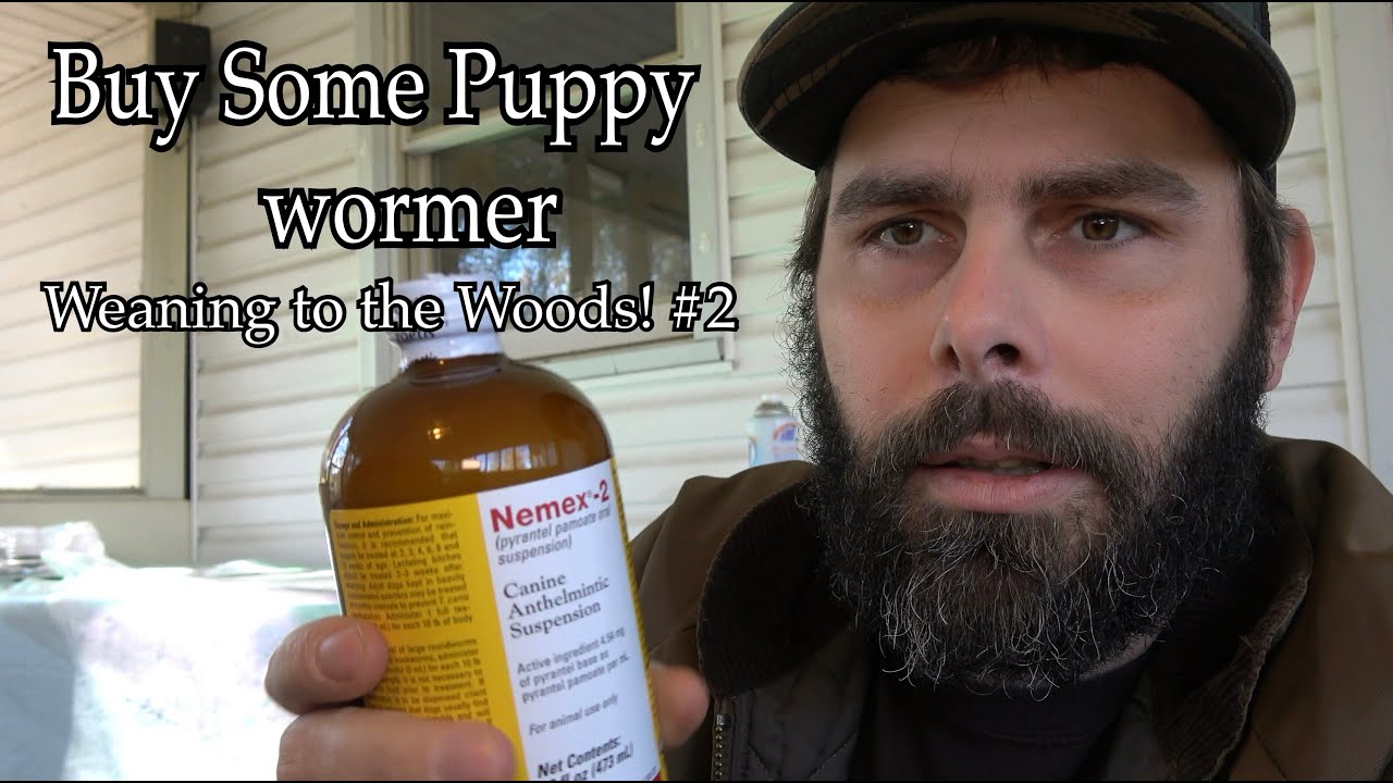 How I raise a litter of puppies at Home, 2 (Harlan & May) Pups, Get