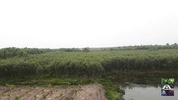 Vc dây Ngân Giang.Ns Khải Hoàn độc tấu mùi mẫn