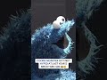 Cookie Monster kicked off a great day of racing at last year's In-Season Challenge Final 🏆😆