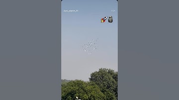 Guy’s Speed Check karo🫵🏻🚀🗿 #youtubeshorts #agra #pigeon #kabootar #trending #india #viral #video
