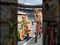 The little orange cat won the competition with the help of the dog.#cat #dog #love #animals #shorts