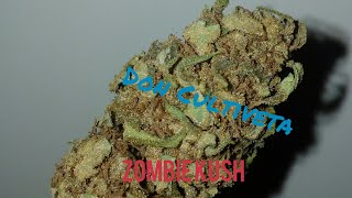 Catando Geneticas. Zombie Kush . Don Cultiveta Ripper seeds.