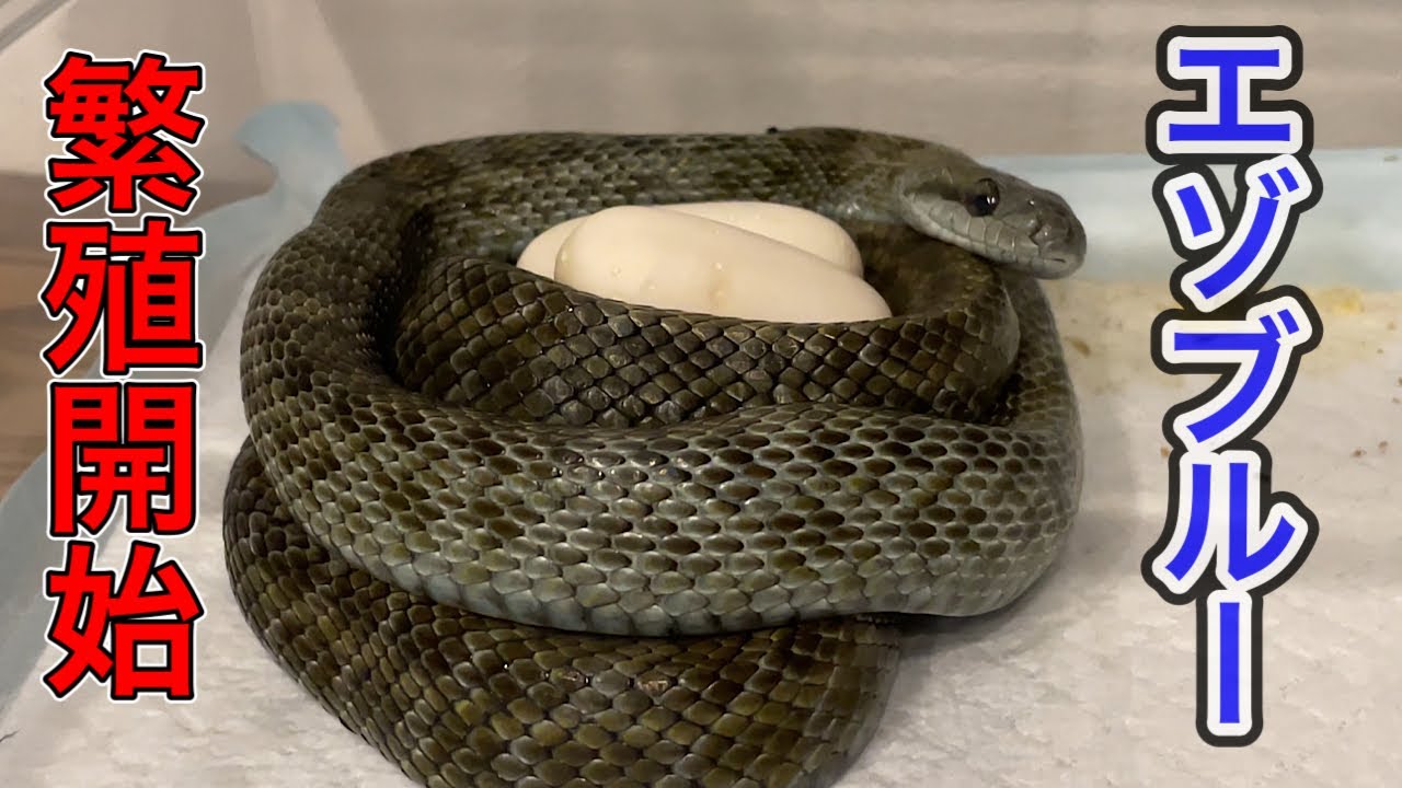北海道の青い蛇　産卵成功