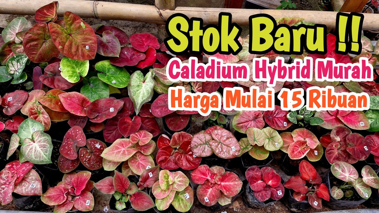 Stok Baru || Caladium Hybrid Part#620