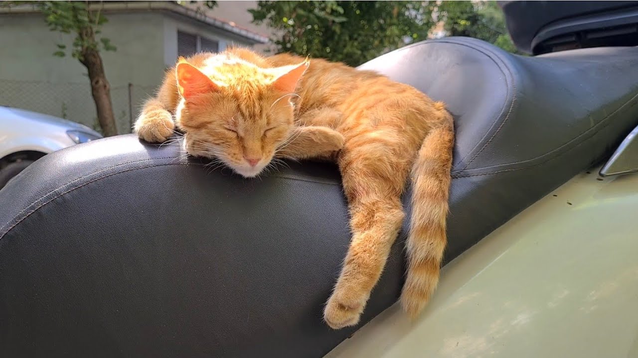 Soft motorcycle seat for a Homeless Cat very nice place to sleep. YouTube