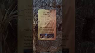 Trying out Hay Maze at  Arata’s Pumpkin Farm #pov#explore #new#maze#watchnow #fyp #pumpkin