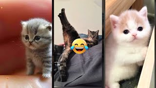 Funny Cats 2024 😼 funny cats fighting 🐈‍⬛ #worldofanimals Part 3427