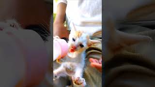 A cute kitten is thirsty#cat #imut #kitten #funnyanimals #cute #cats #funny #fyp #funnyvideo #shorts