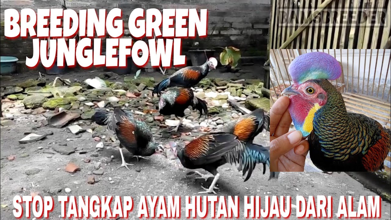 Budidaya Ayam Hutan Hijau, Stop Pikat/Tangkap Ayam Hutan Dari Alam