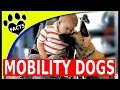 Service Dogs: Top Mobility Assistance Dog Breeds Service Dogs for People Wheelchairs - Animal Facts