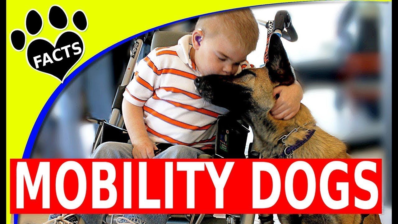 Service Dogs: Top Mobility Assistance Dog Breeds Service Dogs for People Wheelchairs - Animal Facts
