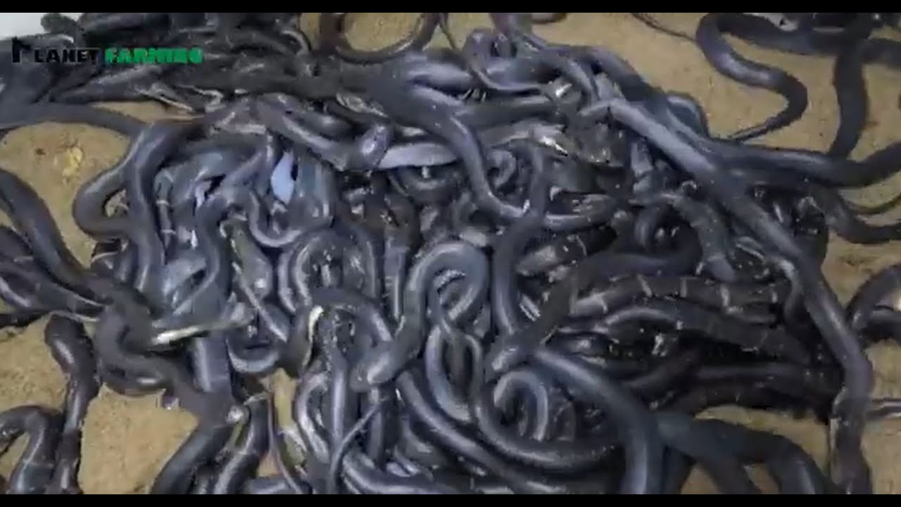 Amazing Cobra Farming | Cobra Feeding on cages