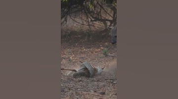 Impala Baby Killed By Pythons #animal #animals #shorts #attack #wildlife #python #impala #hyena