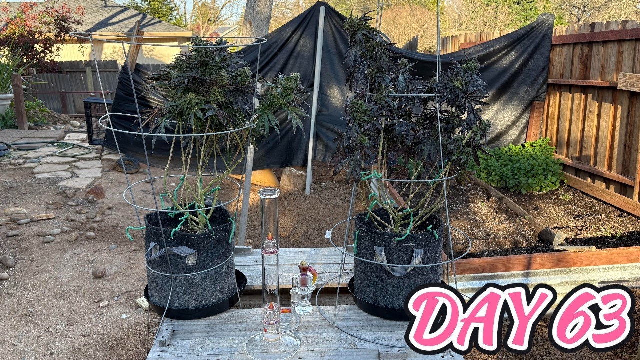 DAY 63 OF THE RECOVERED HERMIED FIRST CLASS FUNKS