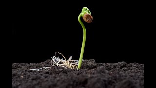 One genius trick to germinate your seeds