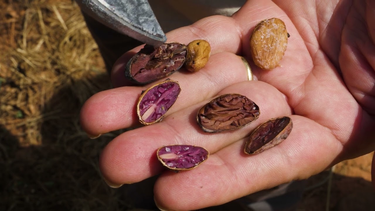 Web series on sustainable cocoa launches in Altamira - IPAM Amazônia