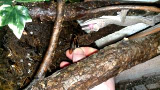 Leaftailed gecko (U. henkeli) vs. Dubia roach