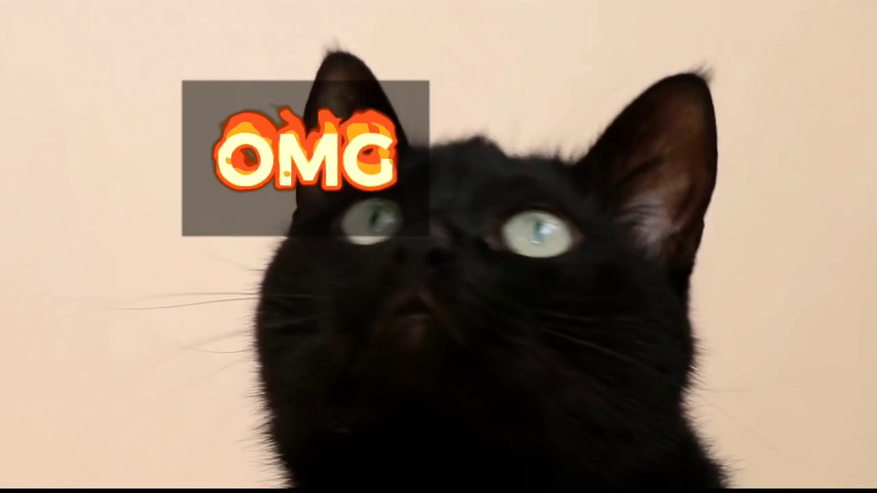 What a confused cat looks like 