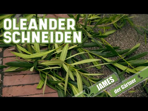 Video: Oleanderbüsche für die Privatsphäre - Informationen zur Verwendung von Oleander als Hecken