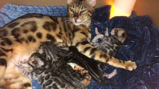 Bengal kittens