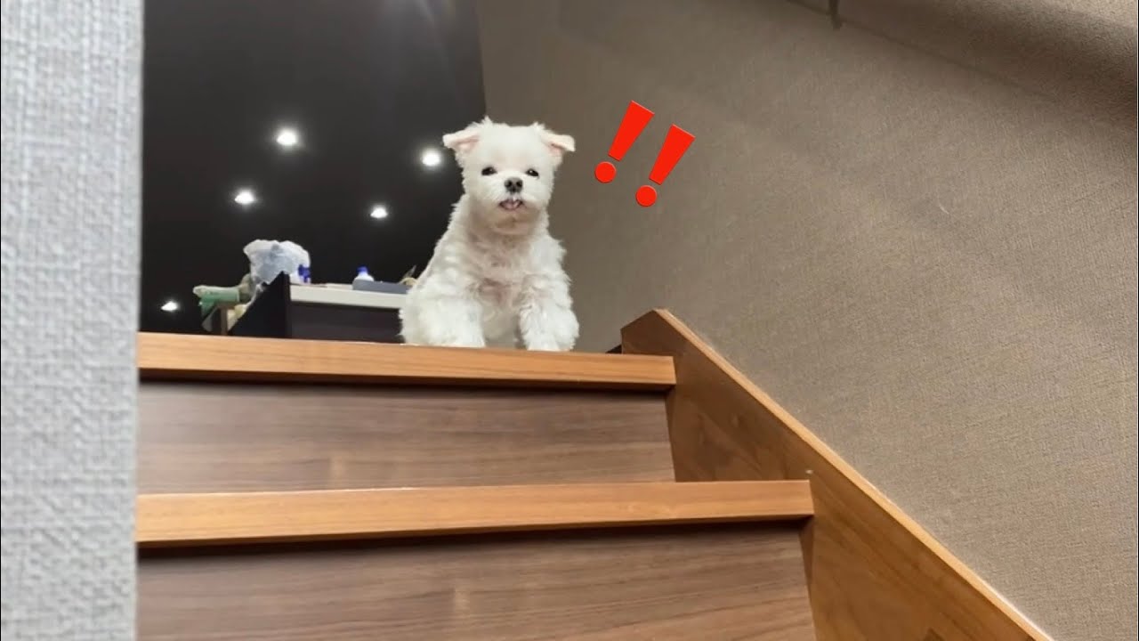 愛犬を夫婦で自由奔放に育てすぎた結果…