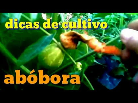 Vídeo: O que fazer para a queda de frutas de abóbora