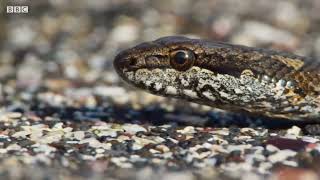 Iguana vs Snakes Full Clip   Planet Earth II   BBC Earth