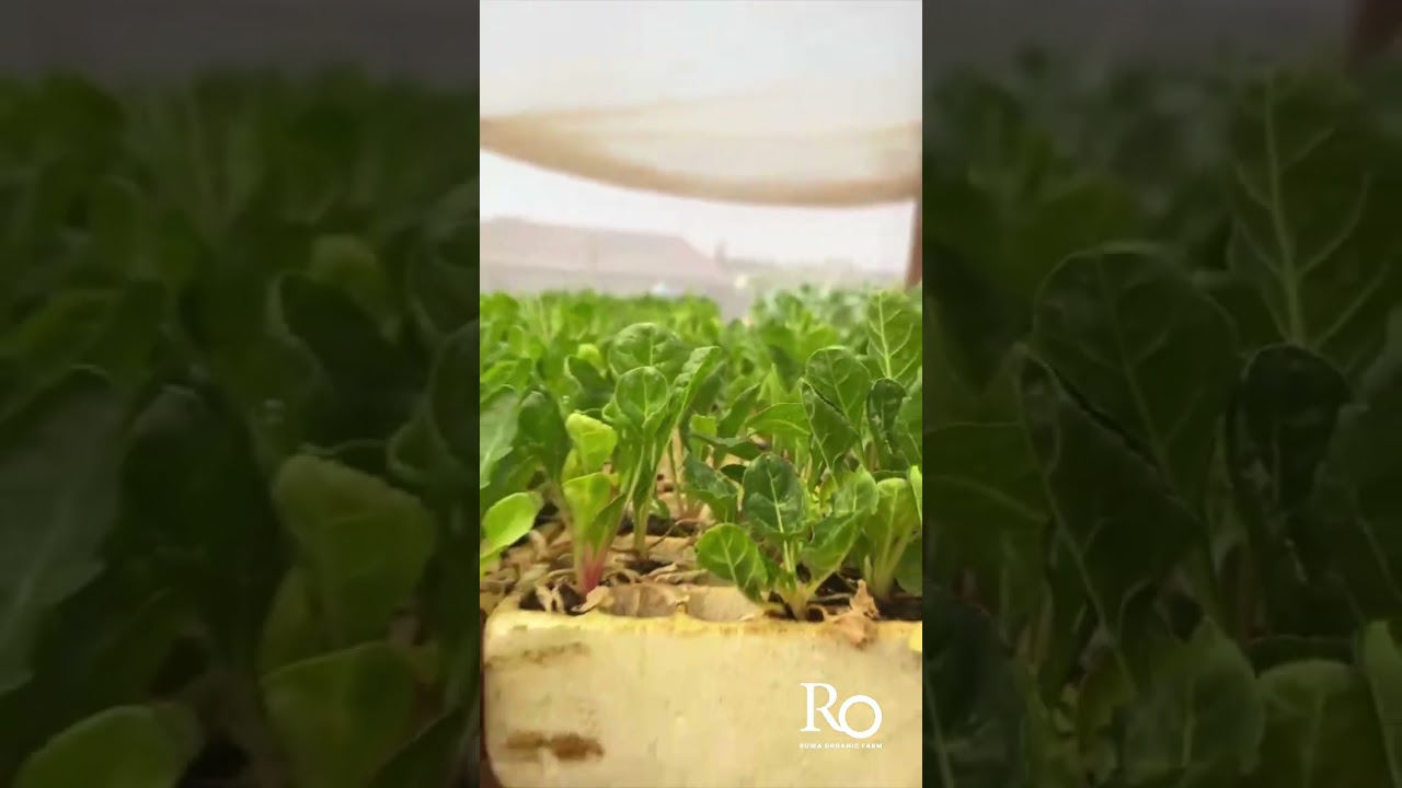 Organic vegetable seedlings : How to grow vegetables from seeds indoors