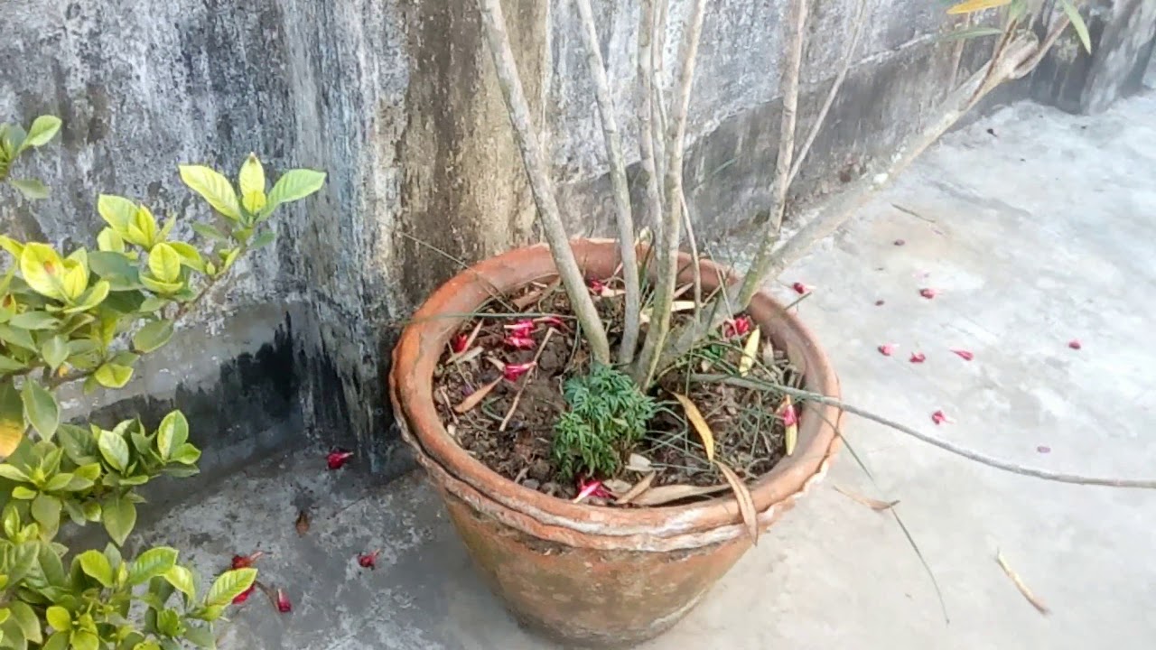 স্বাদের করবি ফুল। করবির কিছু তথ্য। Korobi Flowers - YouTube