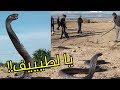 شاهدوا ماذا يحدث في صحراء خنشلة ظهور مجموعة من ثعابين الكوبرا السامة 