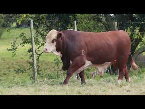 LOTE 30 - TAT O90