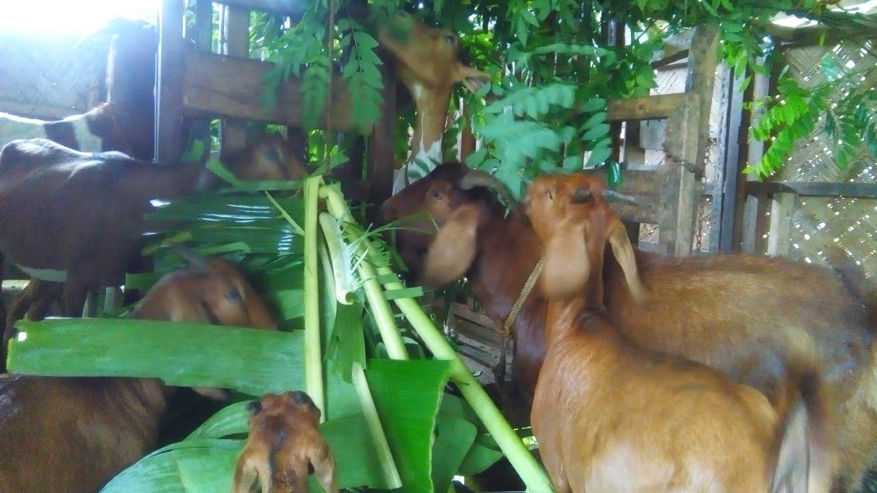 Goat food : during rainy season - YouTube