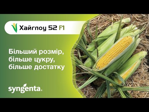 Кукурудза Хайглоу 52 F1 — більше, ніж очікуєш