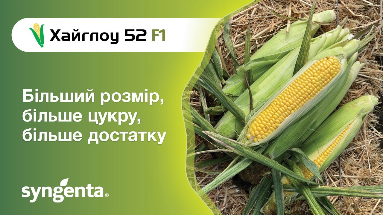 Кукурудза Хайглоу 52 F1 — більше, ніж очікуєш