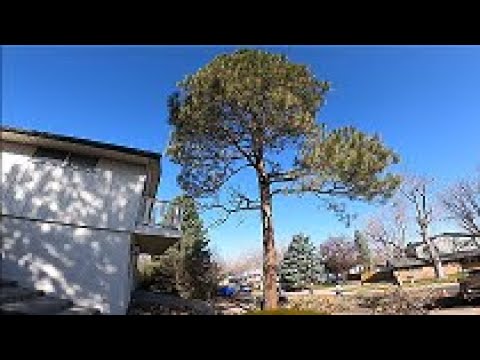 Climbing Pine Tree For Removal - YouTube