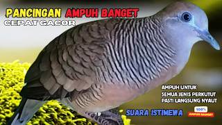 Perkutut Lokal Gacor Suara Kung Besar Pancingan Semua Perkutut Agar Cepat Bunyi! | Zebra Dove 168